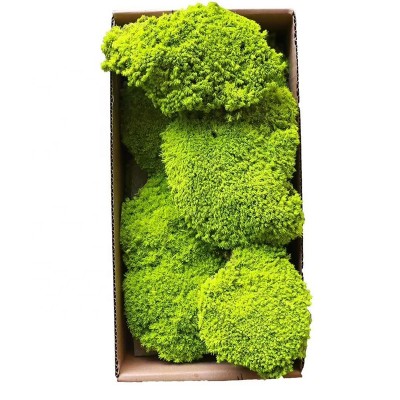 wholesale interior wall decoration artificial sea preserved immortal moss sheet wall art panel, peat moss mat natural