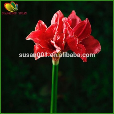 beauty amaryllis decorative feeling touch artificial flower wholesale