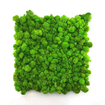 Wholesale 30*30cm indoor decorative environmental artificial green moss wall,  real natural preserved reindeer moss panel